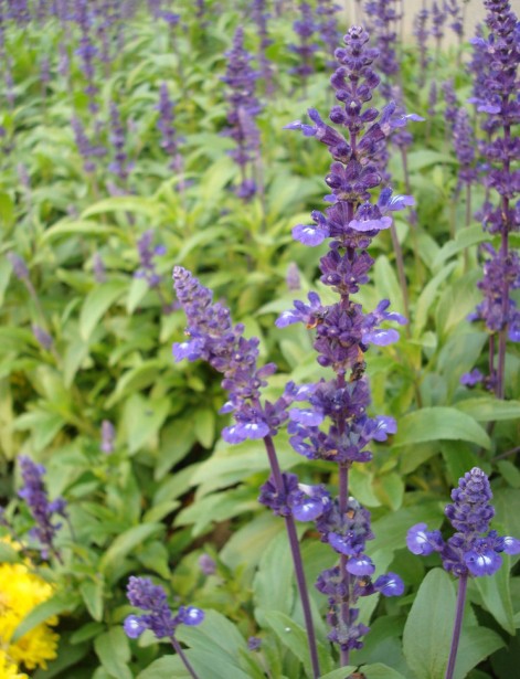 Salvia officinalis seed